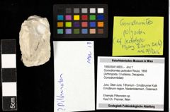 Foto (Objekt + Etiketten) von Goniodromites polyodon (Reuss, 1858) 